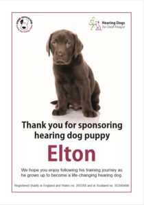 Hearing dogs for deaf people Elton puppy